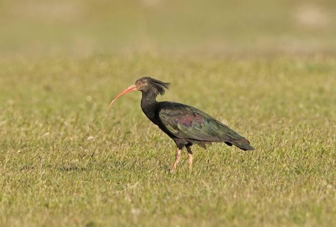 Bald Ibis