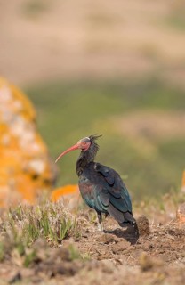 Bald Ibis