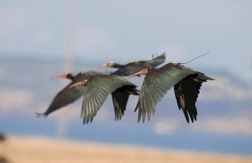 Northern northern bald ibis