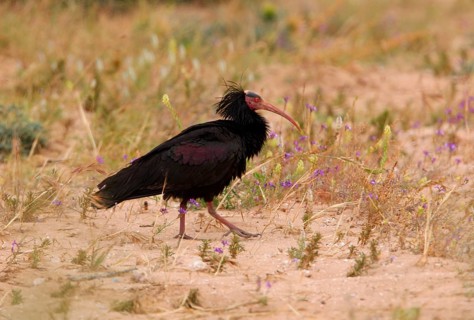 Northern Bald Ibis