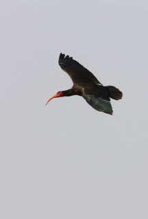 Northern Bald Ibis