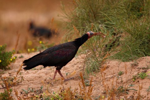 Northern Bald Ibis
