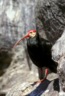 Bald Ibis