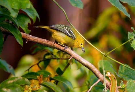 Common Iora