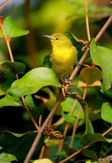 Common Iora