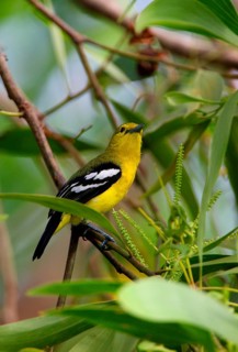Common Iora