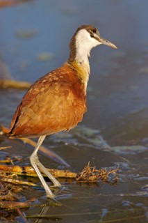 African Jacana