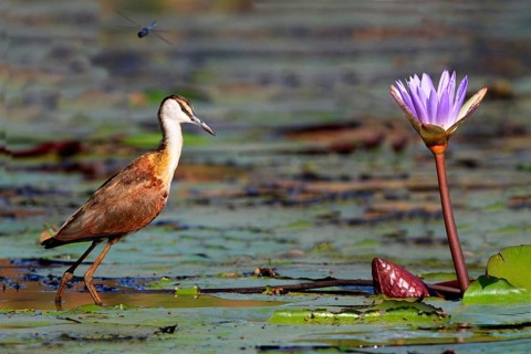Actophilornis africana
