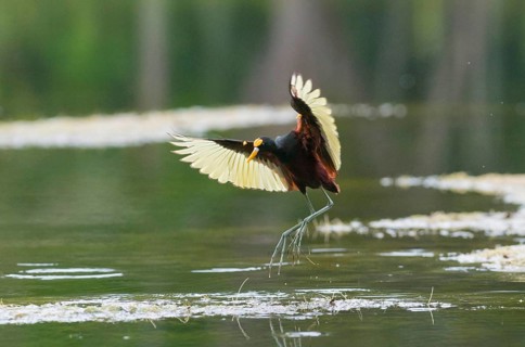 Northern jacana