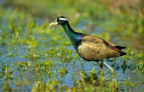 Bronze-winged jacana