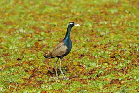 Bronze-winged Jacana