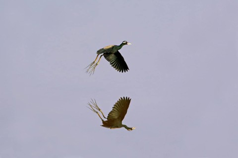 Bronze-winged Jacana