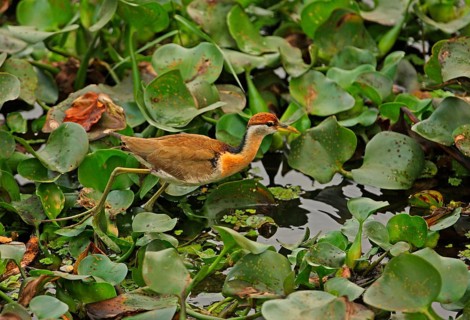 Bronze-winged jacana