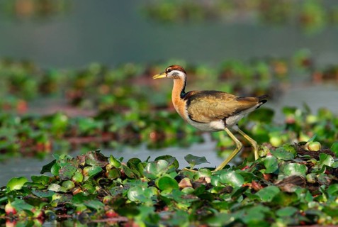 Bronze-winged jacana