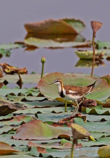 Pheasant-tailed jacana