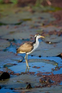 Wattled Jacana