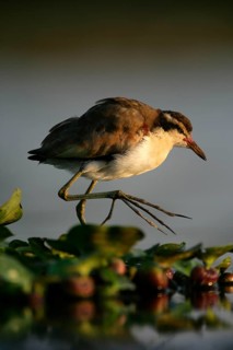 Wattled jacana