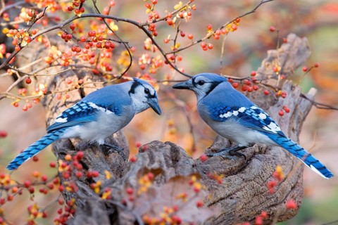 Blue Jay