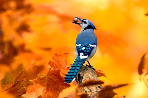 Blue Jay