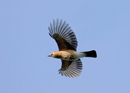 Eurasian jay