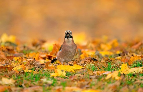 Eurasian Jay