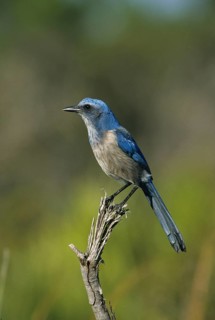 Scrub Jay