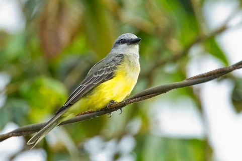 Tropical tropical kingbird
