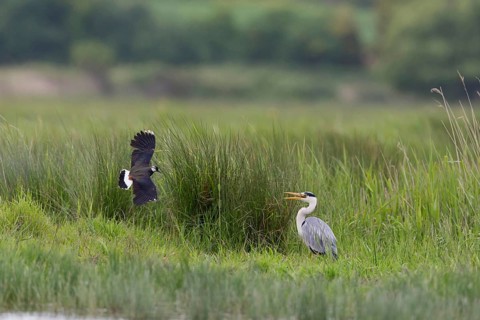 Northern Lapwing