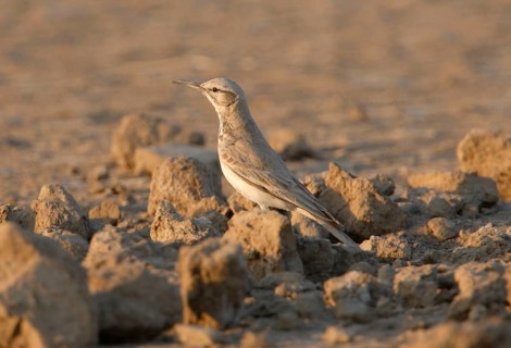 Hoopoe Lark