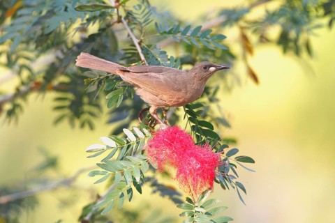 White-gilled honeyeater