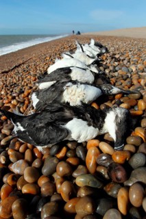 Razorbill