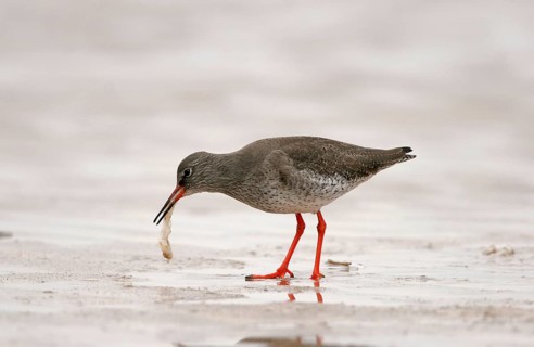 Common Redshank