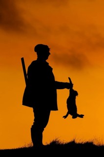 Hunter with rifle holding killed brown hare silhouetted against sunset