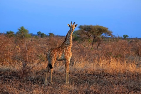 Cape Giraffe
