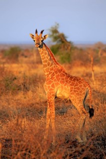 Cape Giraffe
