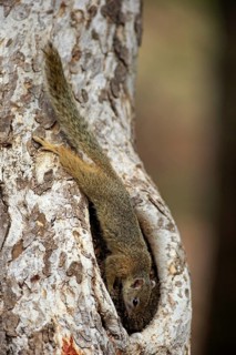 Tree Squirrel