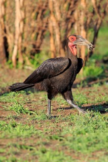 Southern Ground Hornbill