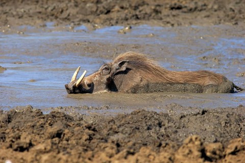 Warthog