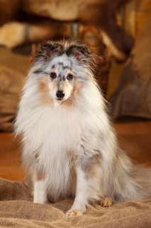 Sheltie