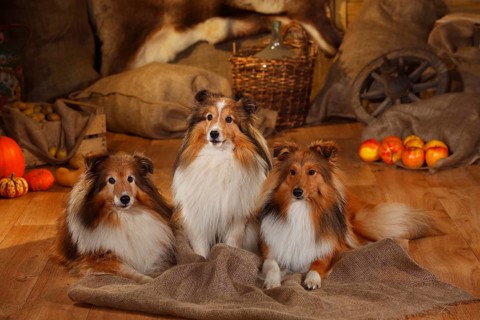 Shelties