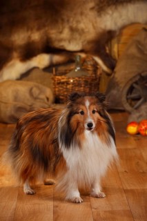 Sheltie
