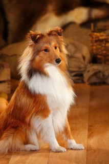 Sheltie