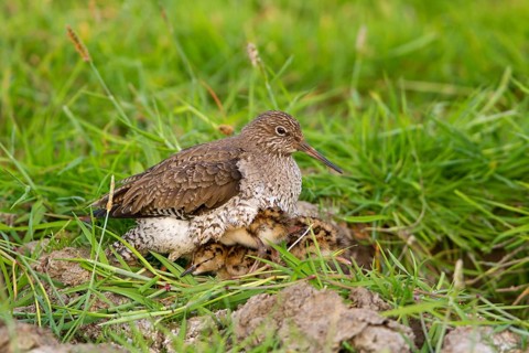 Common Redshank