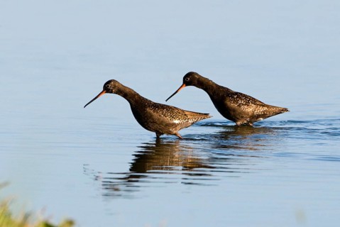 Spotted redshank
