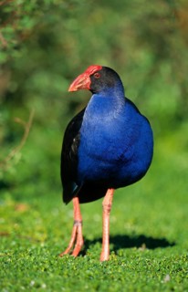 Purple Partridge