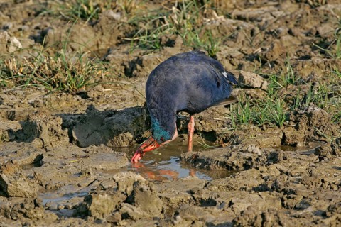 Purple Partridge