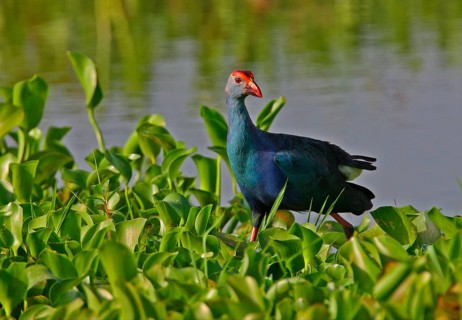 Purple Swamphen