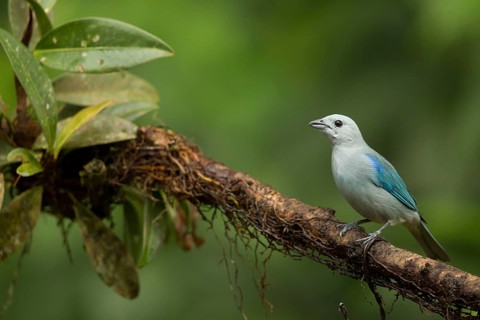 Blue-grey Tanager