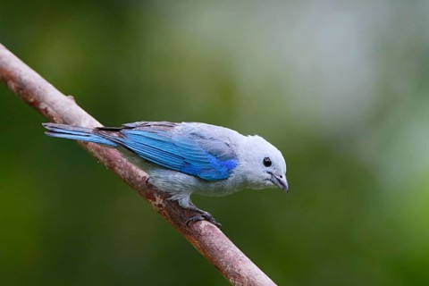 Bishop's Tanager