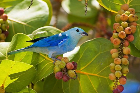 Bishop's Tanager